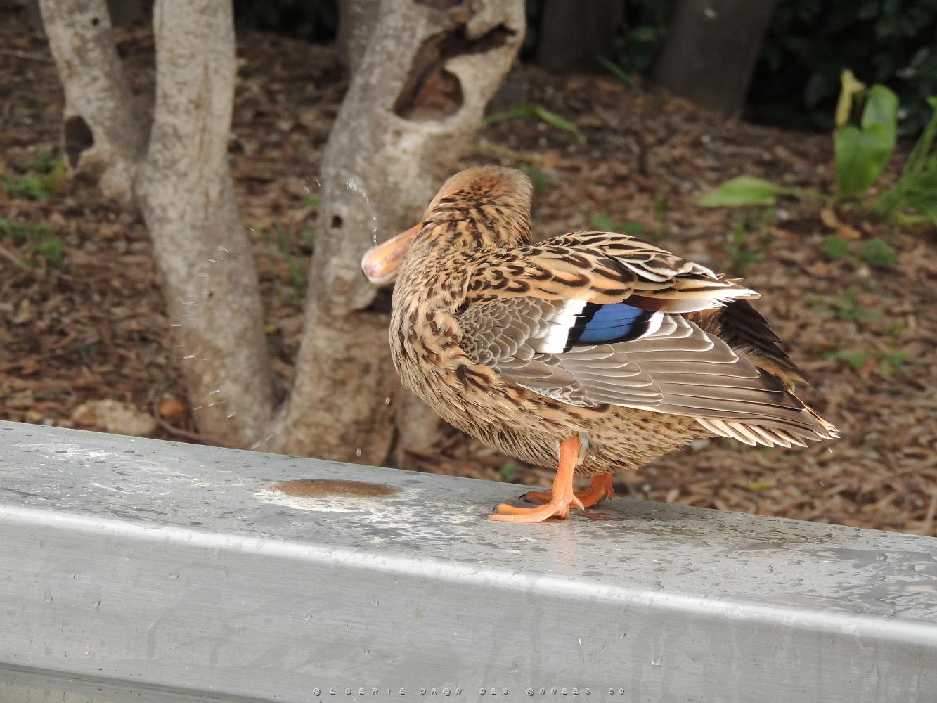 08 Petit canard 2.JPG -           